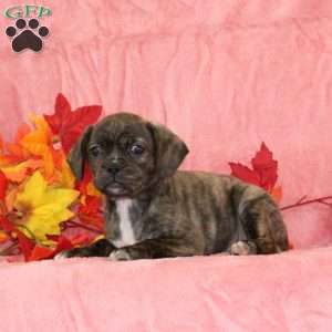 Phlox, Boston Terrier Mix Puppy